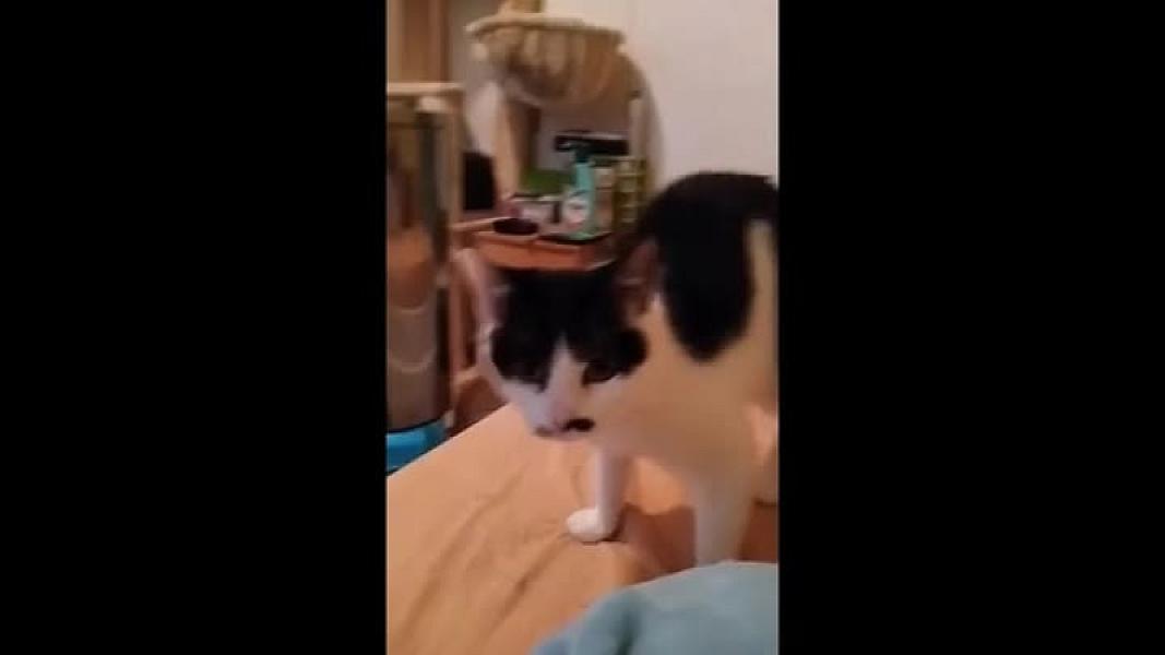 Kattenpraat