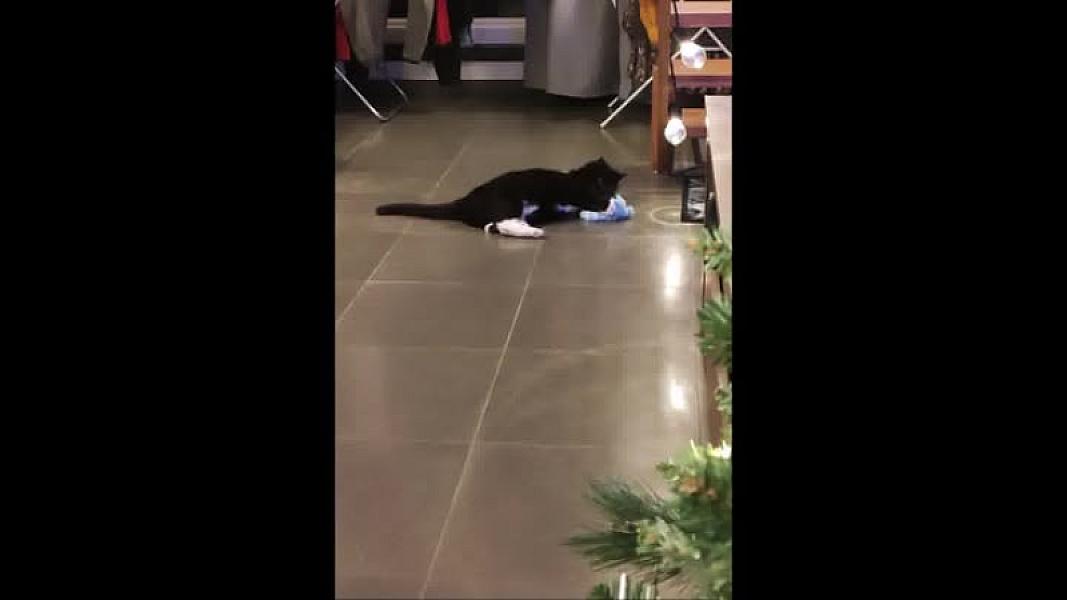 Kattenpraat