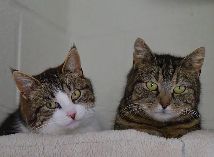 Kattenpraat