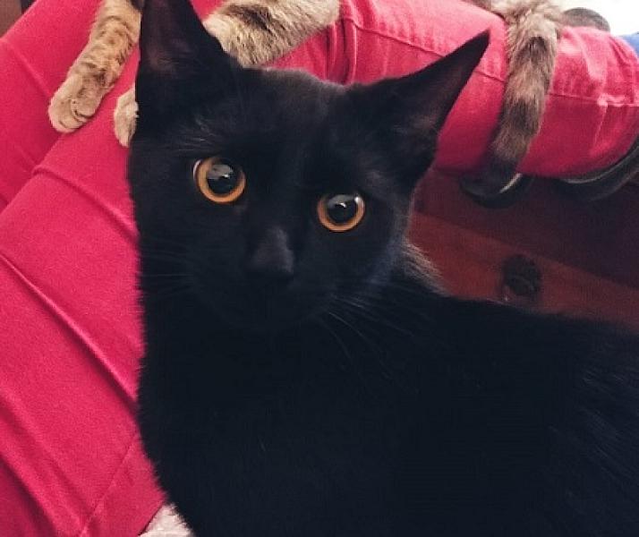 Kattenpraat