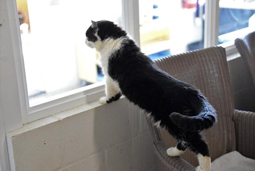 Kattenpraat