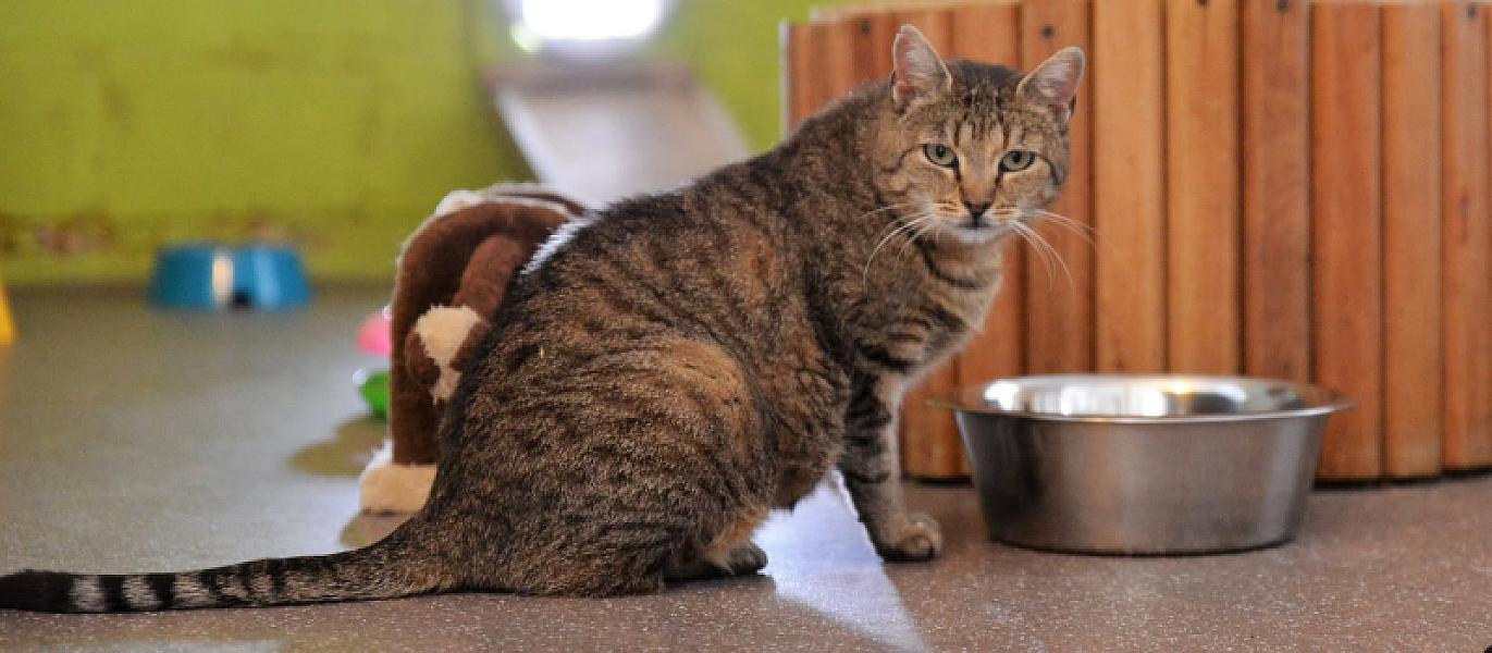 Kattenpraat