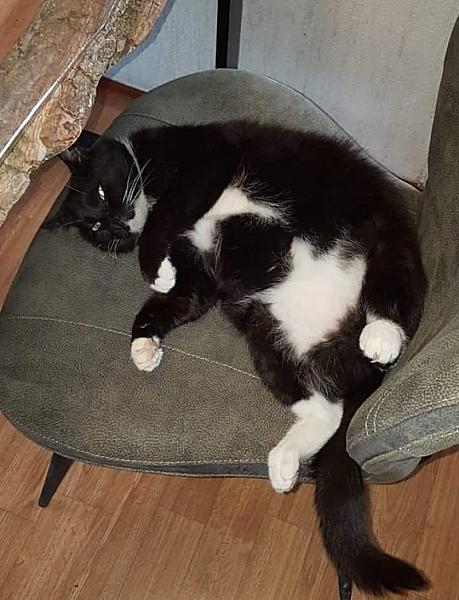 Kattenpraat