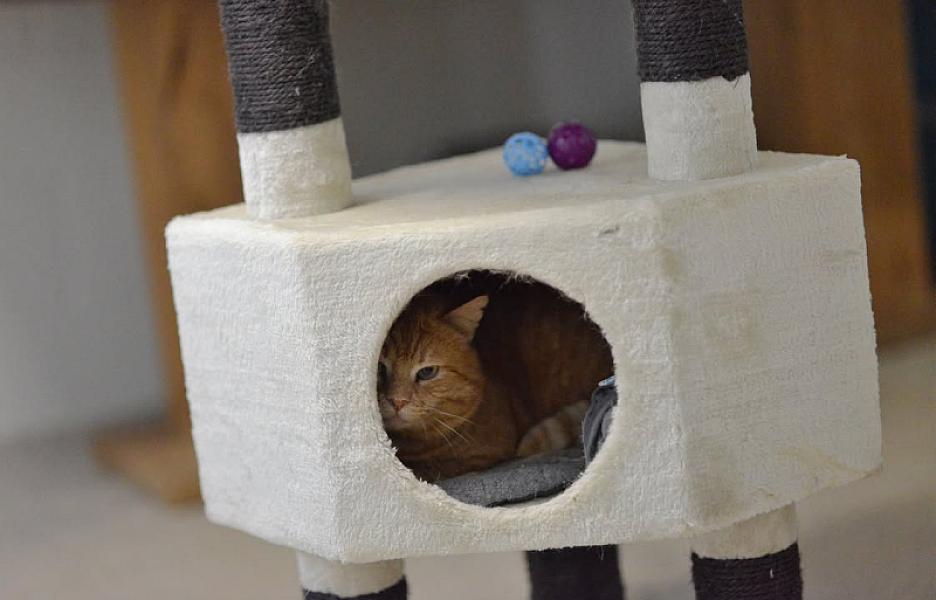 Kattenpraat