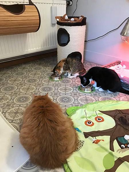 Kattenpraat