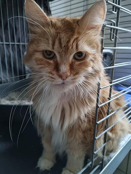 Kattenpraat