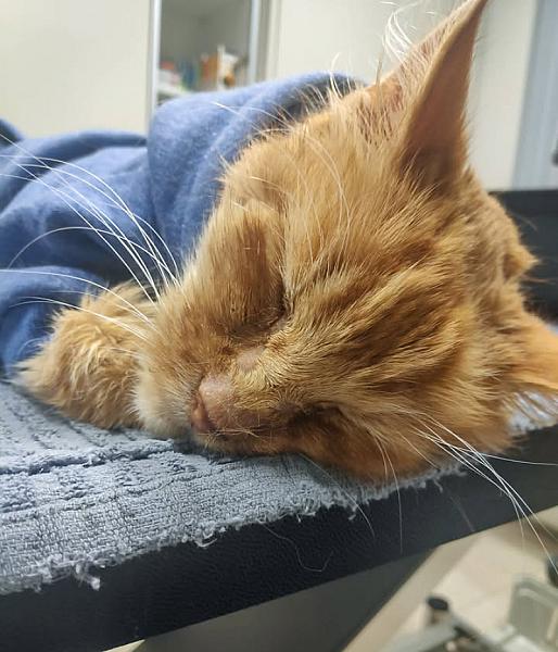 Kattenpraat