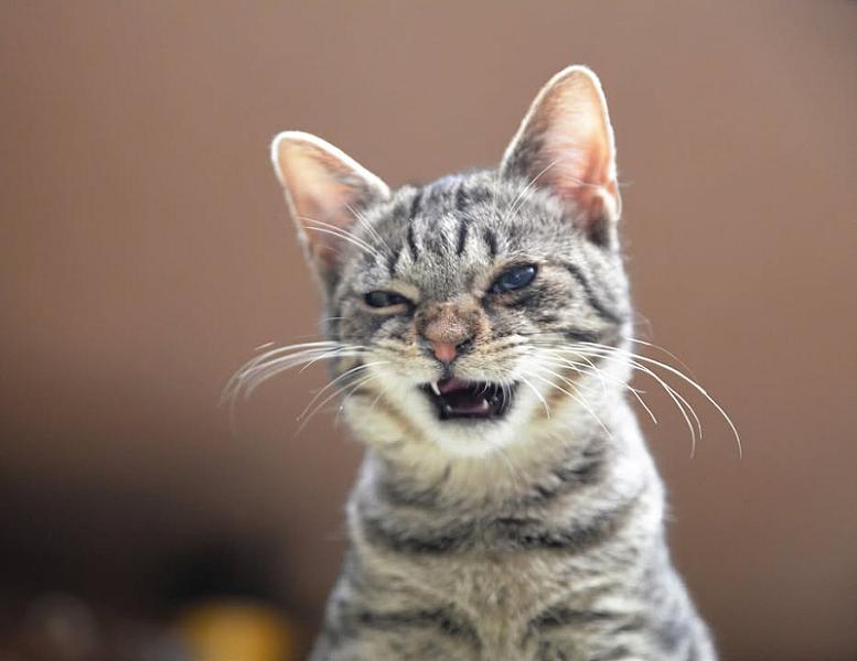 Kattenpraat