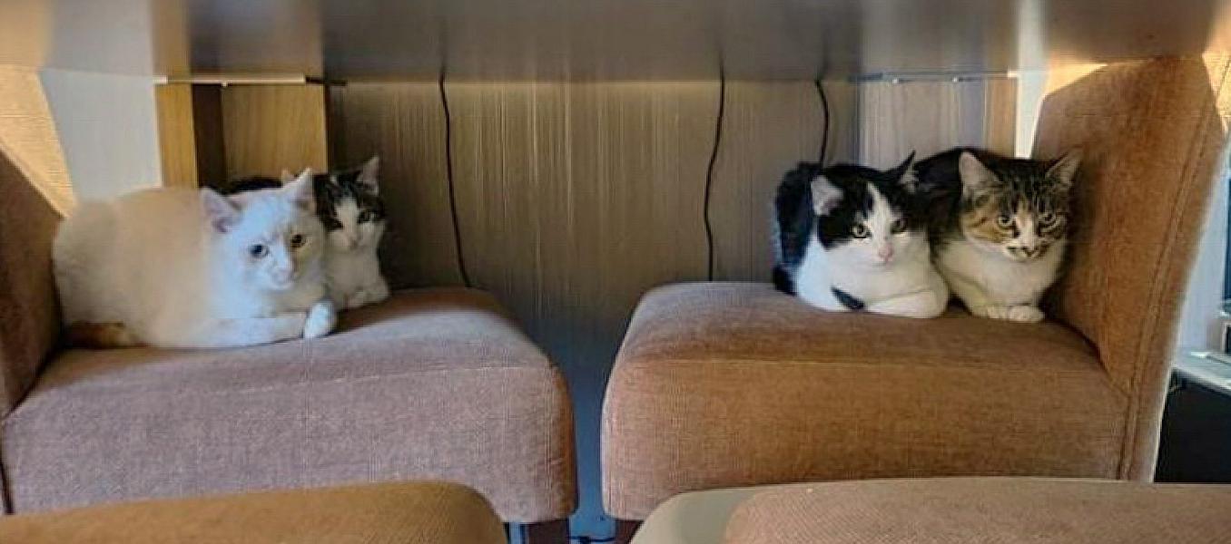 Kattenpraat