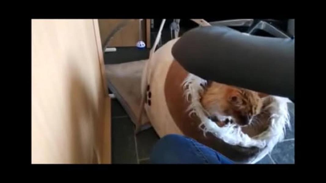 Kattenpraat