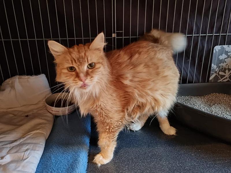 Kattenpraat