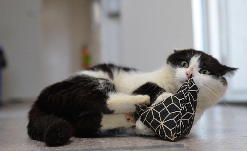 Kattenpraat