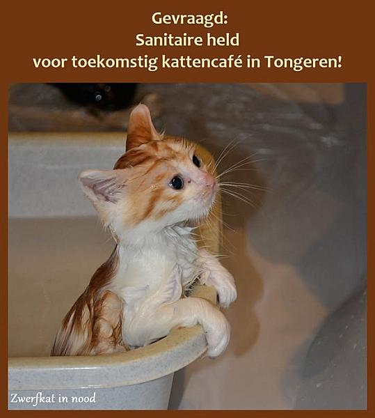 Kattenpraat