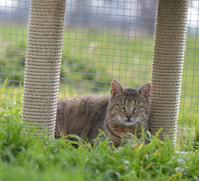 Kattenpraat