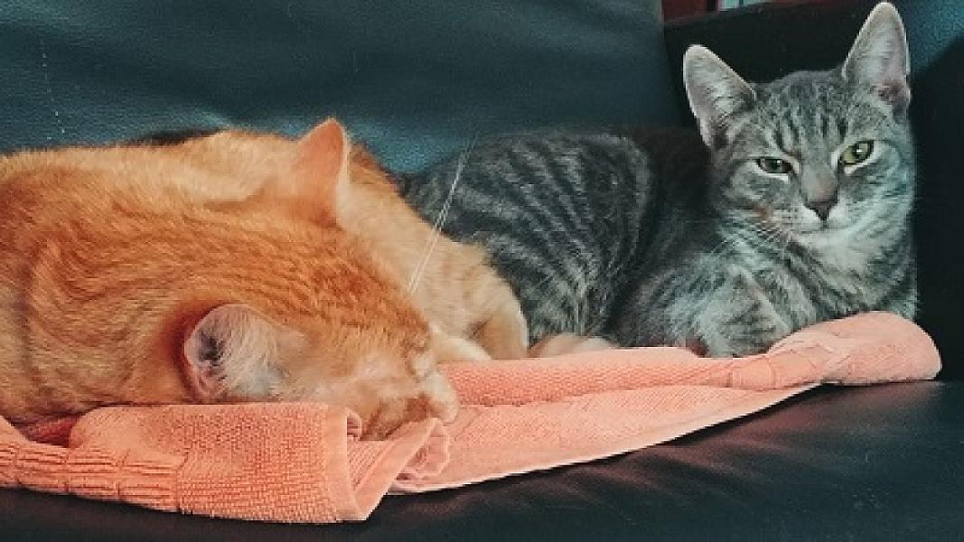 Kattenpraat