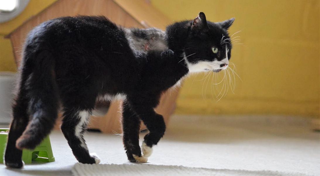 Kattenpraat