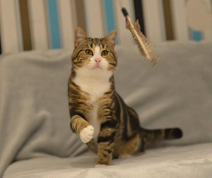 Kattenpraat