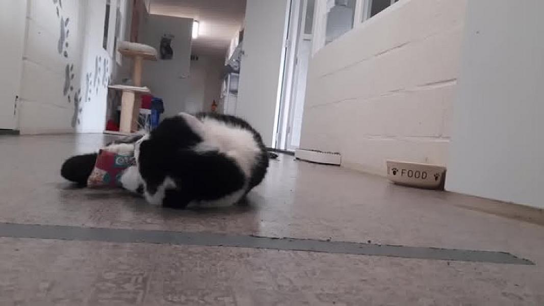 Kattenpraat
