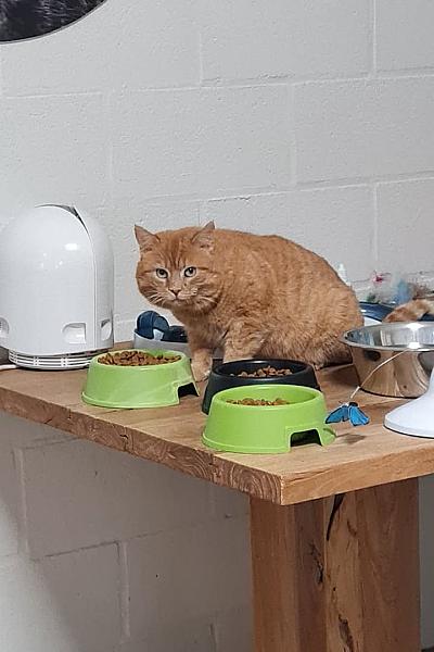 Kattenpraat