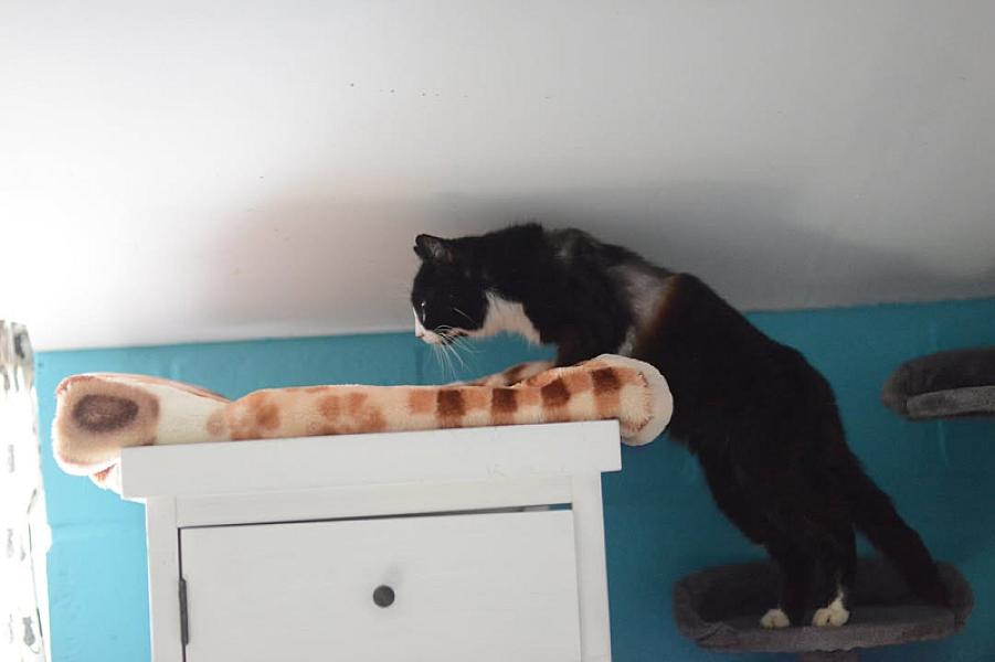 Kattenpraat