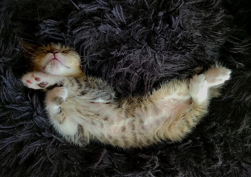 Kattenpraat