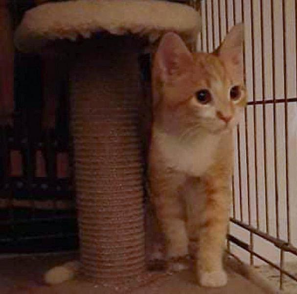 Kattenpraat
