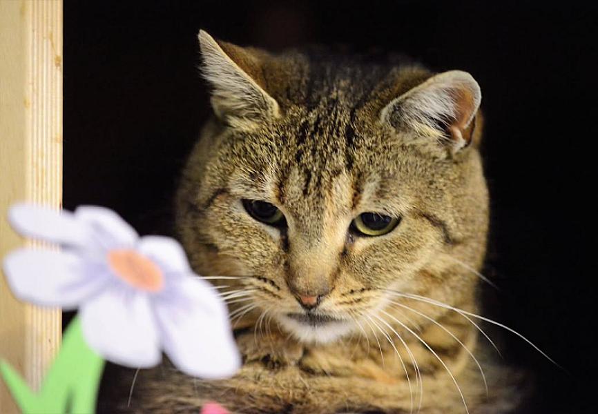 Kattenpraat