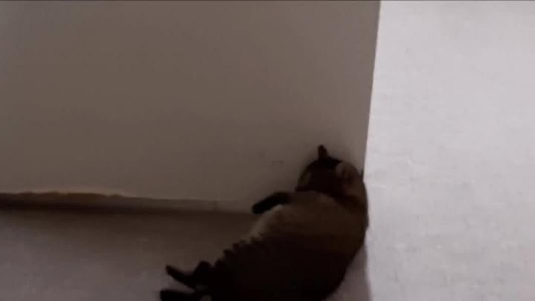 Kattenpraat
