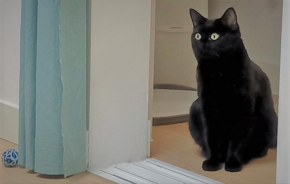 Kattenpraat