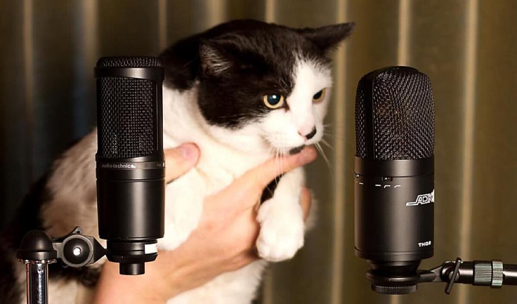 Kattenpraat
