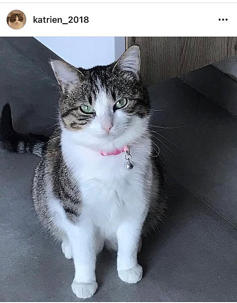 Kattenpraat