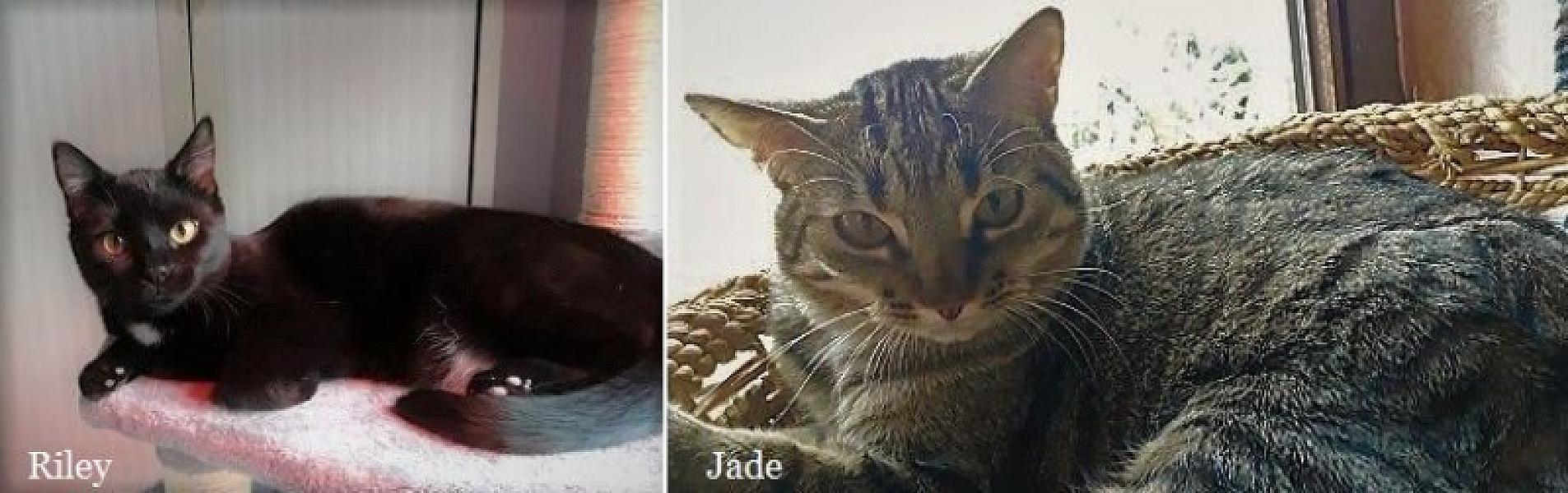 Kattenpraat