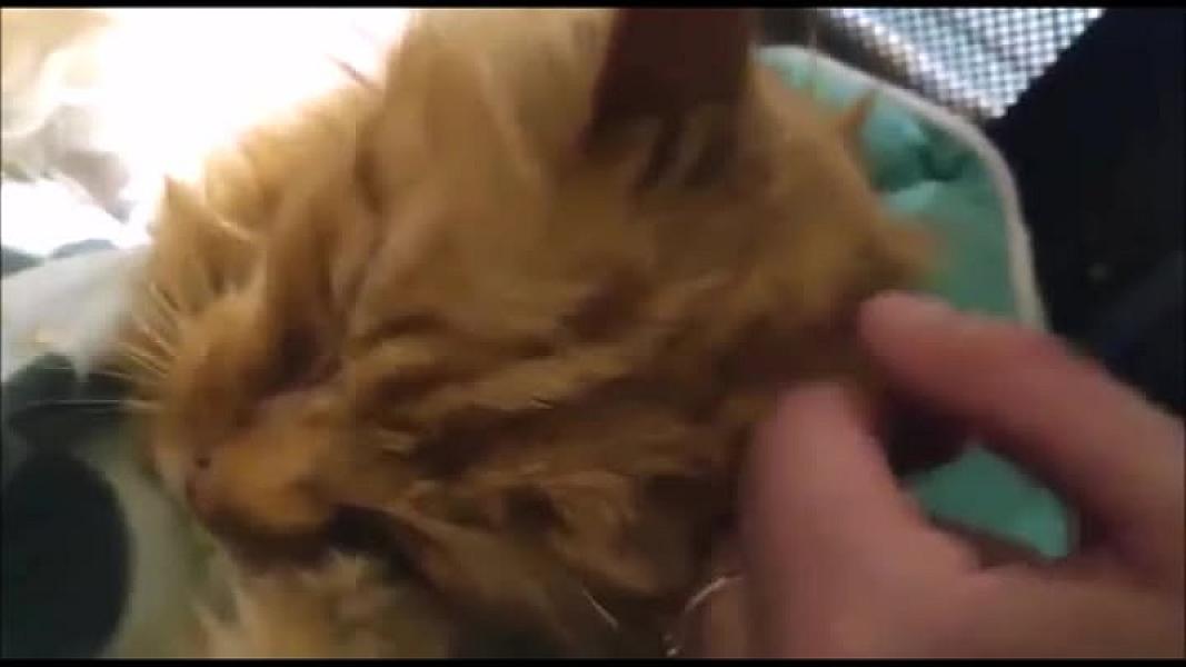 Kattenpraat