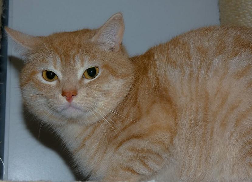 Kattenpraat