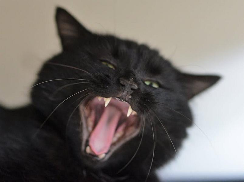 Kattenpraat