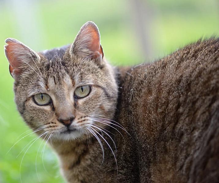 Kattenpraat