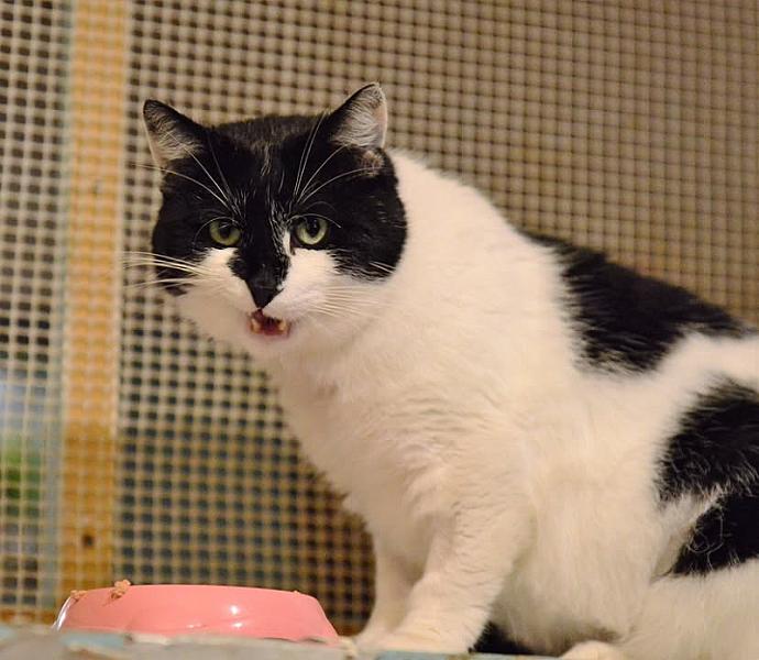 Kattenpraat