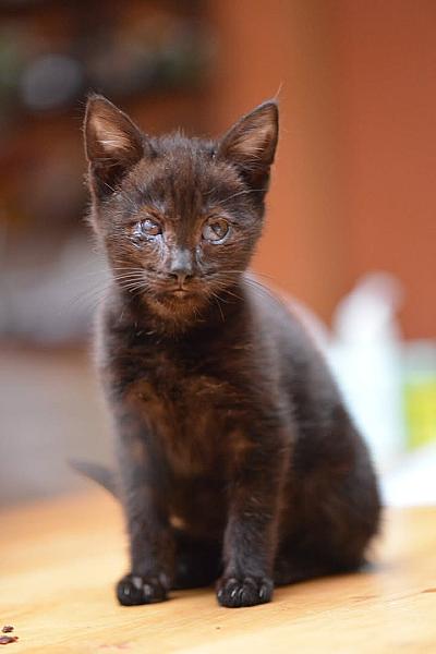Kattenpraat