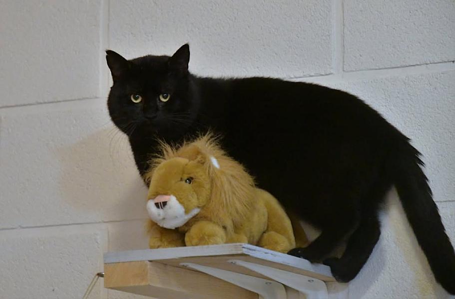 Kattenpraat