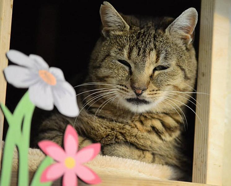 Kattenpraat