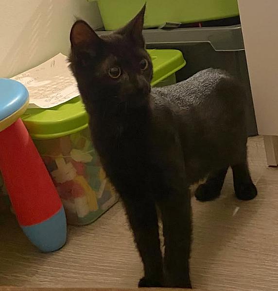 Kattenpraat