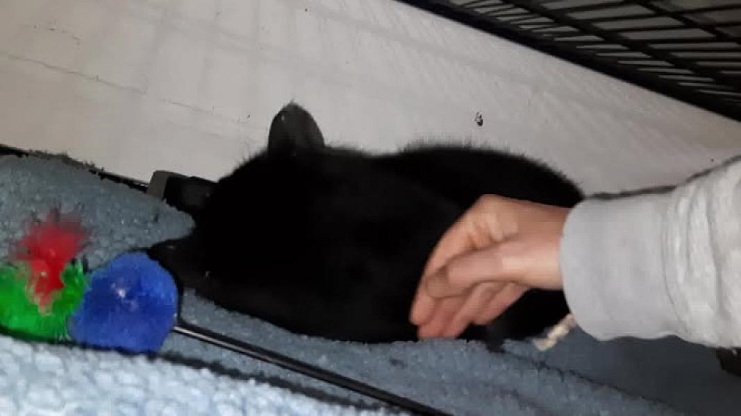 Kattenpraat