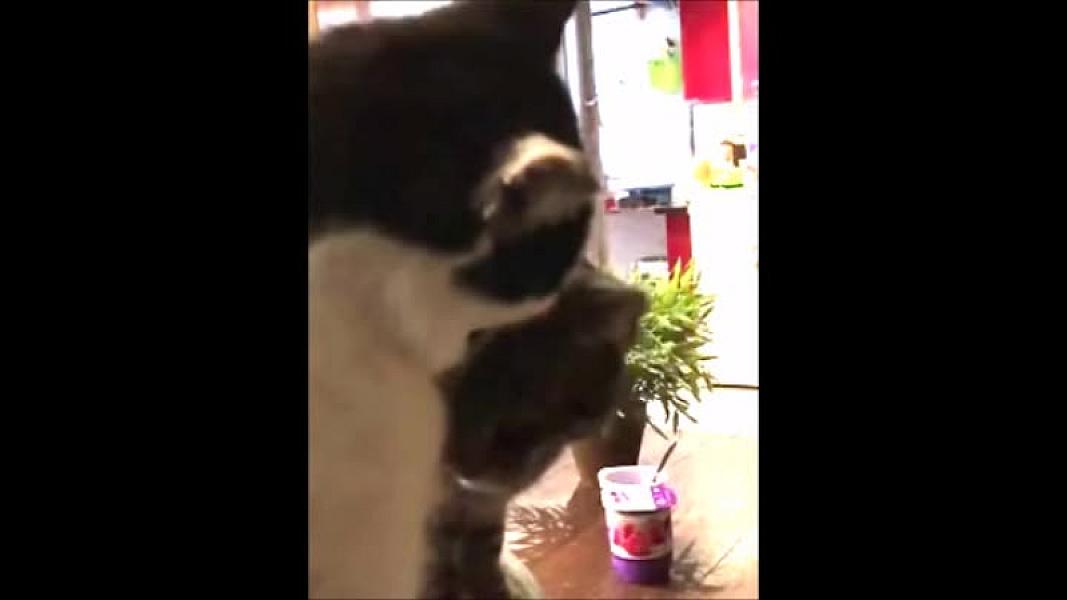 Kattenpraat