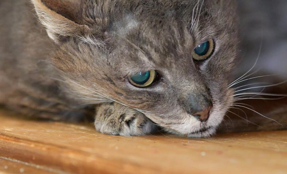 Kattenpraat