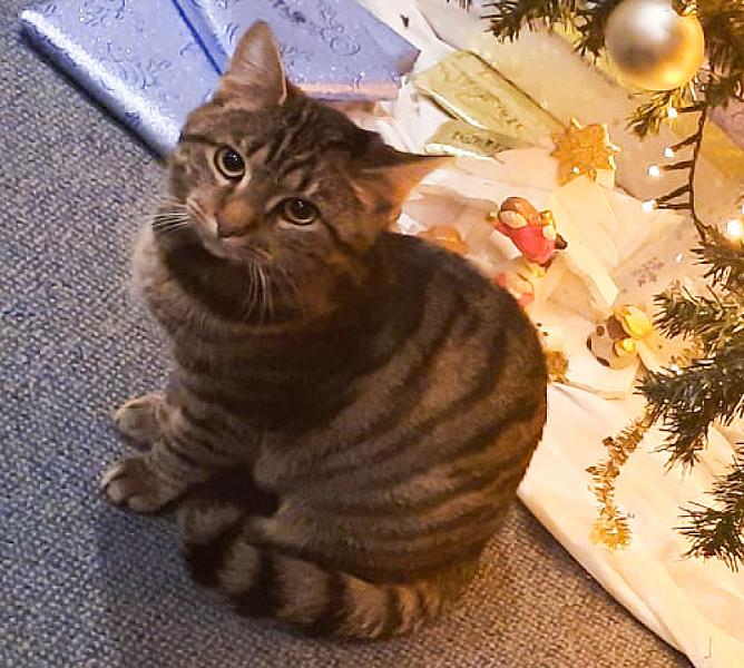 Kattenpraat