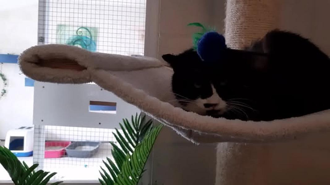 Kattenpraat