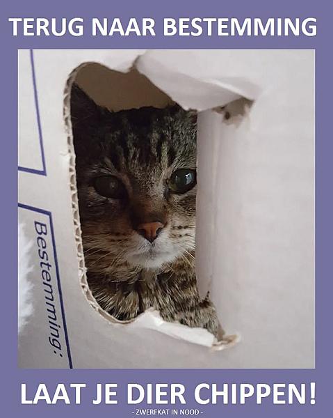 Kattenpraat