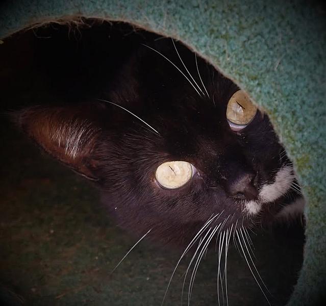 Kattenpraat