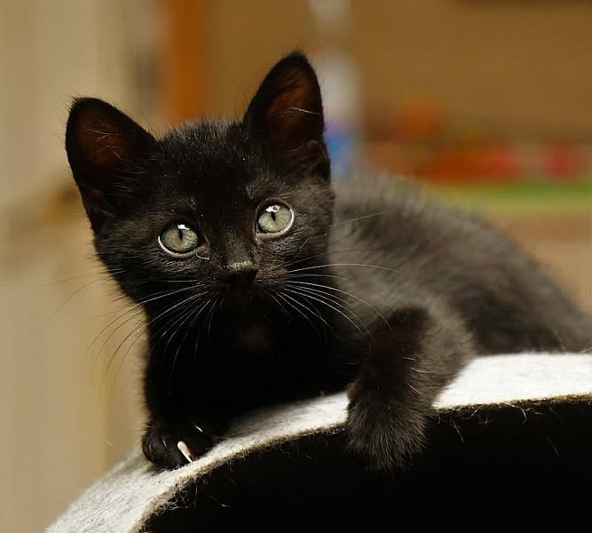 Kattenpraat