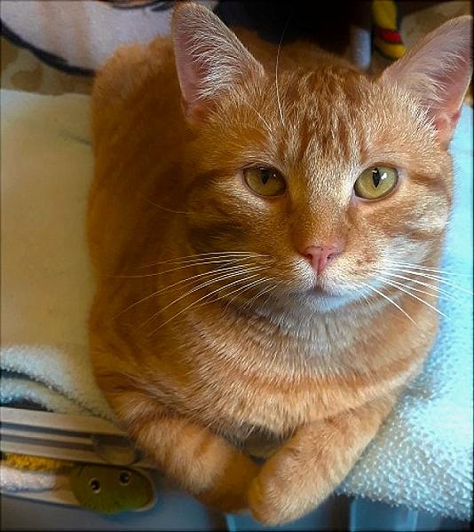 Kattenpraat